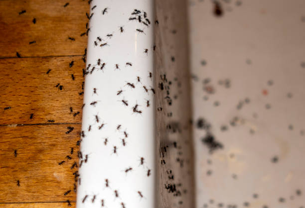 Best Residential Pest Control  in Green Valley, MD